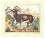 Buy Moufflon at AllPosters.com