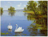 Swans On The Lake