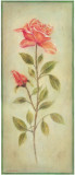 Rose In Green I