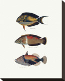 Buy Tropical Fish IV at AllPosters.com