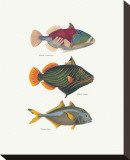 Buy Tropical Fish at AllPosters.com