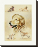 Buy Golden Retriever at AllPosters.com