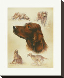 Buy Irish Setter at AllPosters.com