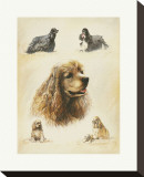 Buy American Cocker at AllPosters.com
