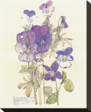 Wild Pansy