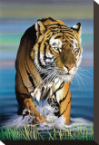 Buy Tiger in Water at AllPosters.com