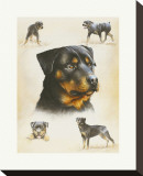 Buy Rottweiler at AllPosters.com