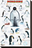 Penguins Chart