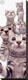 Buy American Shorthair at AllPosters.com