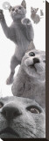 Buy Russian Blue at AllPosters.com