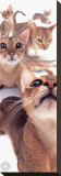 Buy Abyssinians at AllPosters.com