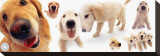 Buy Golden Retrievers at AllPosters.com