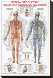 Buy Circulatory System at AllPosters.com