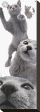 Buy Russian Blue at AllPosters.com