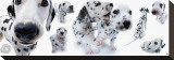Buy Dalmatians at AllPosters.com