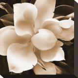 Magnolia Close Up II