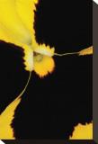Yellow Pansy