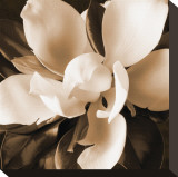 Magnolia Close Up I