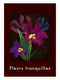 Tulip in Deep Red Giclee Print
