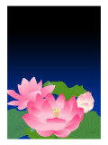 Lotus at Dark Night