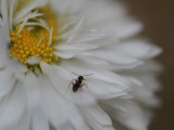 An Ant Takes a Walk