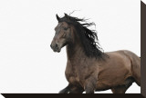 Dark Horse