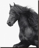 Friesian