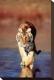 Tiger Walking