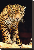 Buy Leopard at AllPosters.com