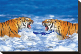 Bengal Tigers Roaring