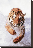 Tiger Running Through Water