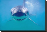 Great White Shark