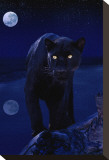 Black Panther in Moonlight