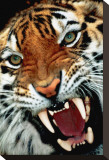 Bengal Tiger Close-Up