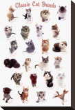 Buy Cat Breeds at AllPosters.com