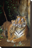 Tiger with Cub