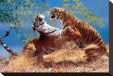 Tigers Fighting