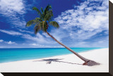 Buy Tropical Leaning Palm Tree at AllPosters.com