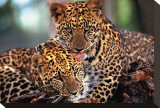 Leopards