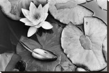 Water Lily Splendor, Central Park