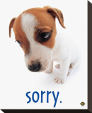 Buy Sorry at AllPosters.com