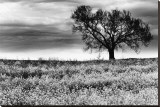 Tree in a Field, Severville, Tennessee