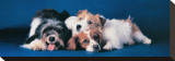 Dogs