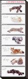 Buy Cat Agenda at AllPosters.com