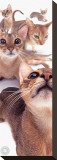 Buy Abyssinians at AllPosters.com