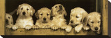 Golden Retriever Puppies