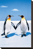 Penguin Love