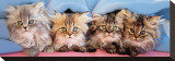 Cats Under Blanket