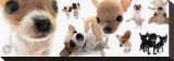 Buy Chihuahua at AllPosters.com