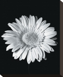 Buy Gerbera at AllPosters.com